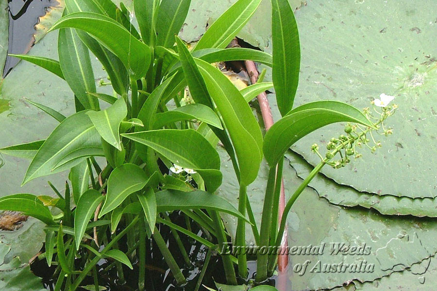 سر نیزه ای برگ پهن